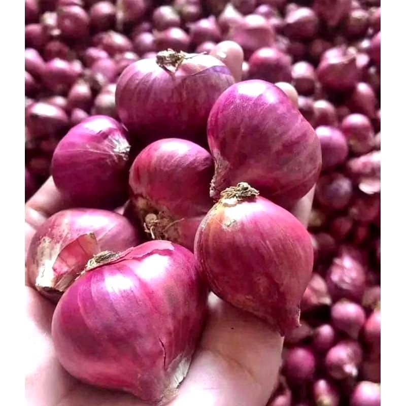 

Bawang merah(Brambang)besar kemasan 1 kg