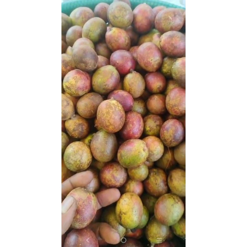 

matoa merah