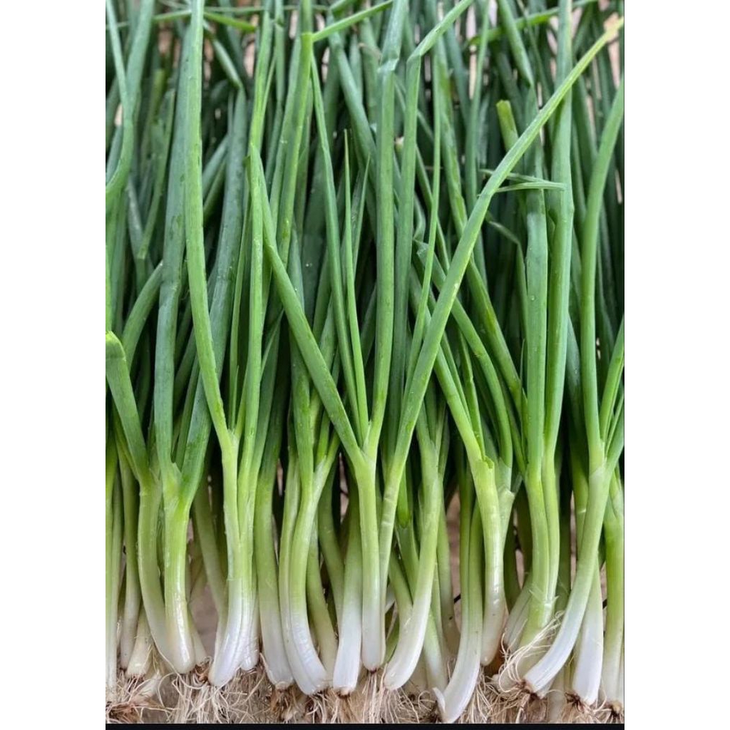 

DAUN BAWANG 500 GR