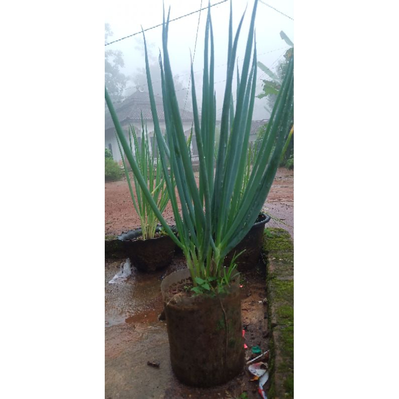 

Bawang Daun untuk Masak 1kg