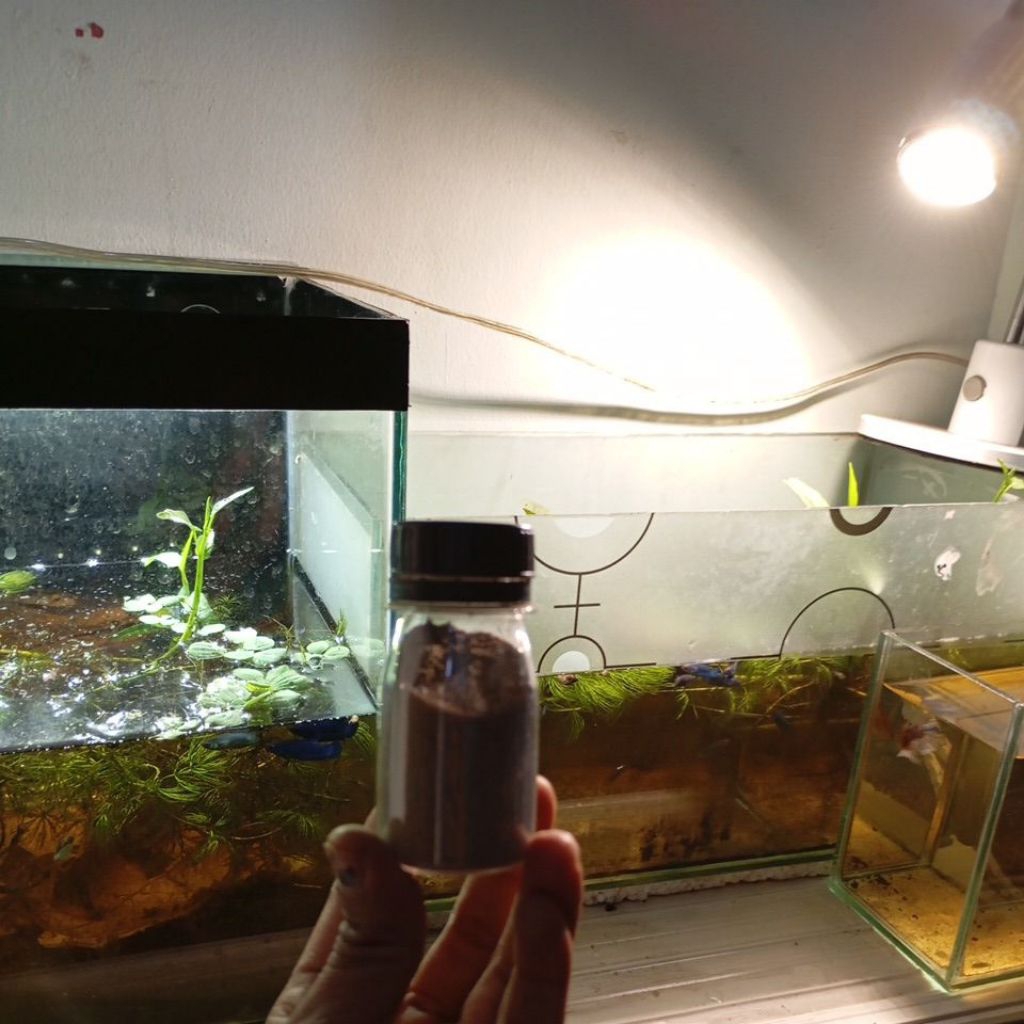 pelet burayak ikan cupang