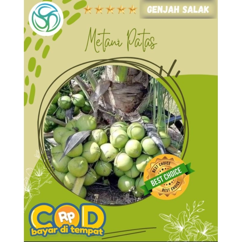 

Kelapa Genjah Salak || Kelapa Premium || Bisa berbuah 3 tahun || Kelapa Genjah Pendek Berbuah