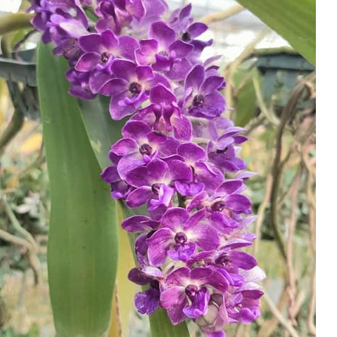 [ DEWASA ] Rhynchostylis gigantea “Blue” – Si Ekor Serigala yang Harum dan Eksotik