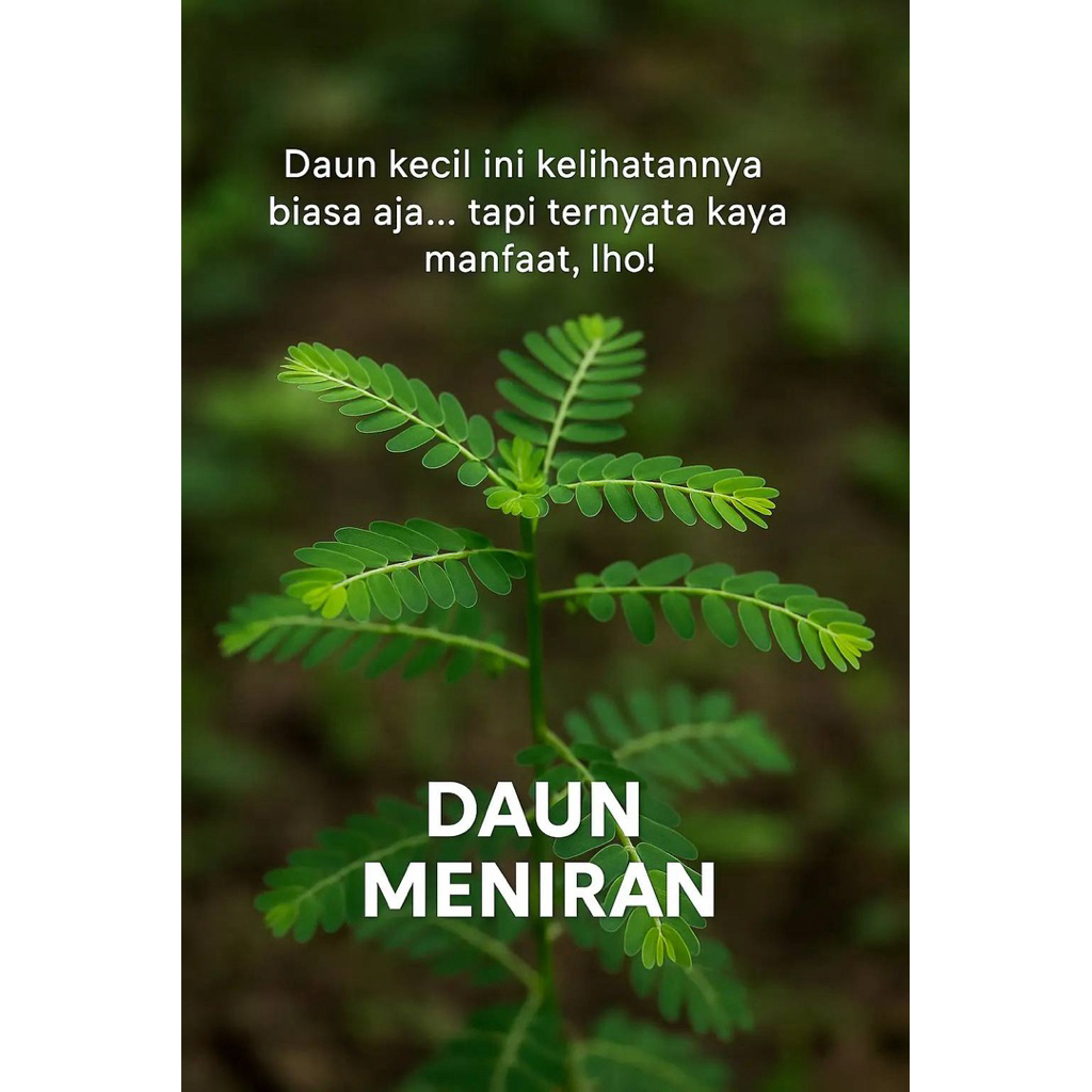 

daun meniran segar 250g daun herbal