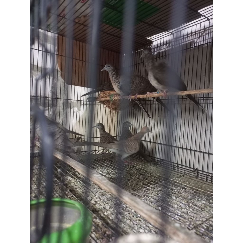 perkutut Bangkok remaja ORI/irama