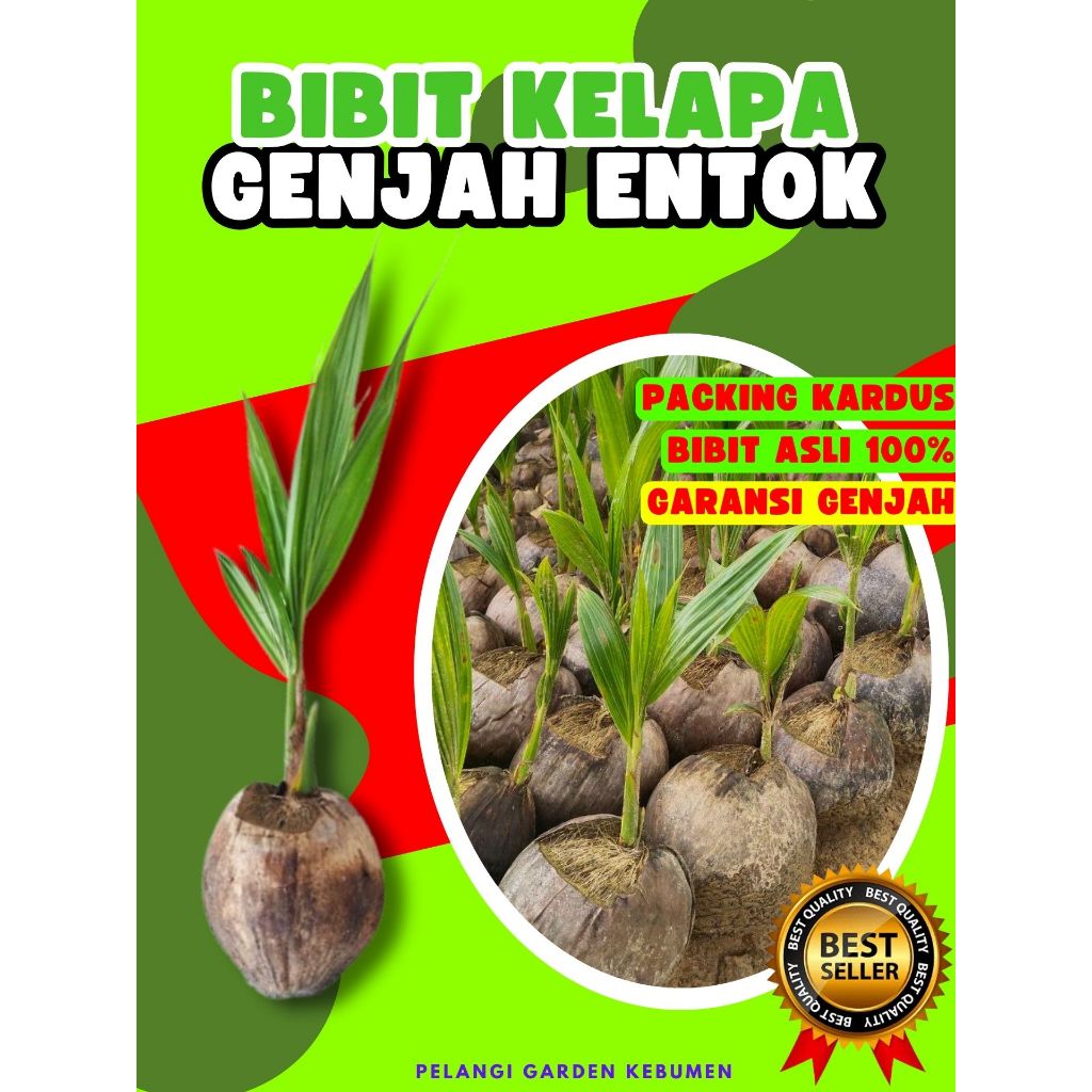 LANGSUNG PETANI.. Tanaman Kelapa Bonsai, Tanaman Kelapa Buah Besar, Tanaman Kelapa Buah