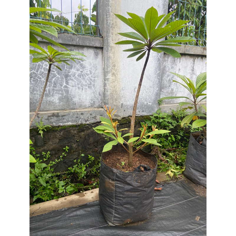 mamey sapote keywest (kbb)