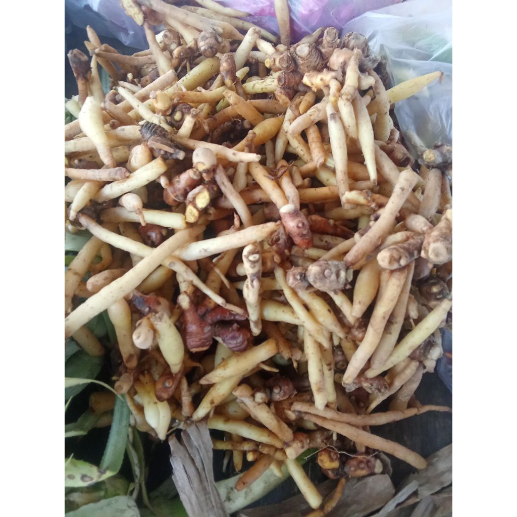 

TEMU KUNCI FRESS SEGER CANTIK PER 1 KG