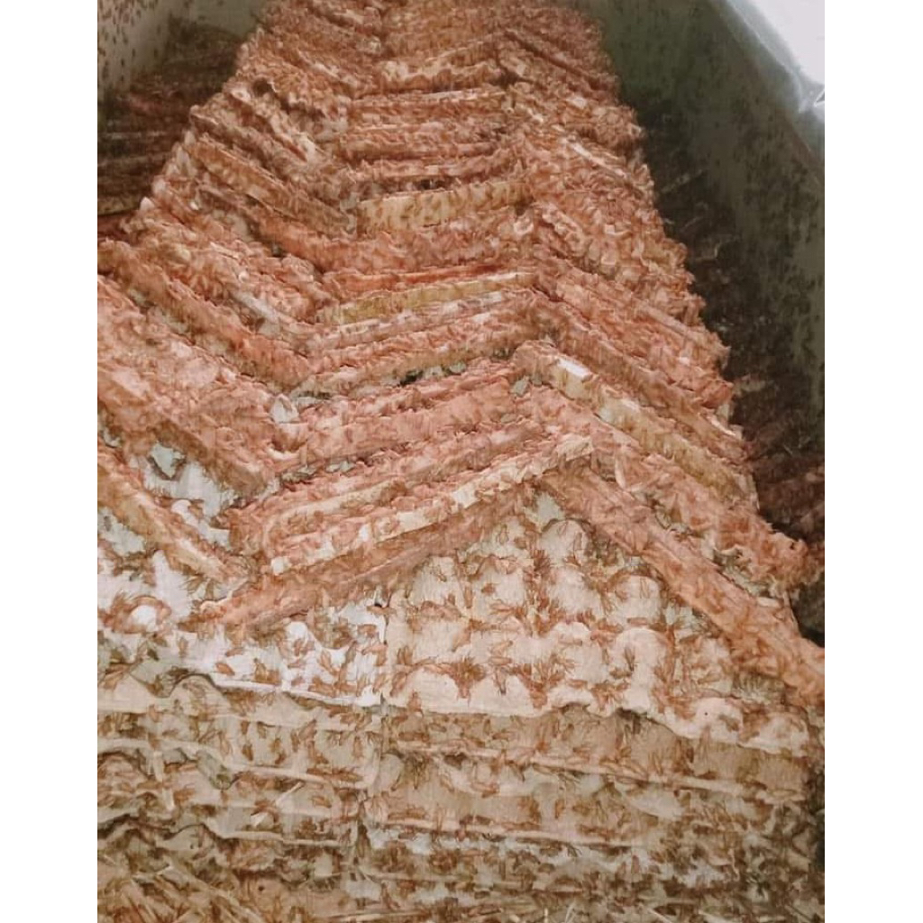 TELUR JANGKRIK MADU KUNYIT (KUNING SUPER) 350gram