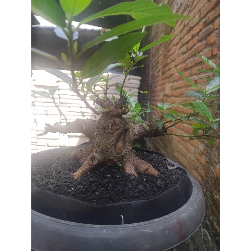 bahan bonsai loa