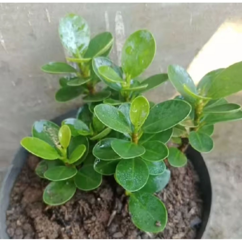 Tanaman Dollar Mangkok Mikro / Beringin Dolar