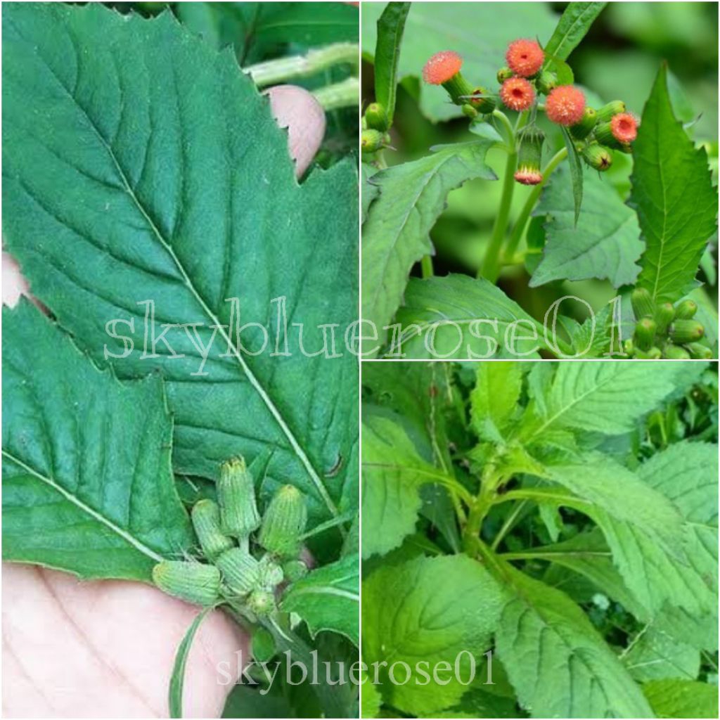 

500gr SINTRONG SEGAR / JAMBAL / HERBAL / LALAPAN