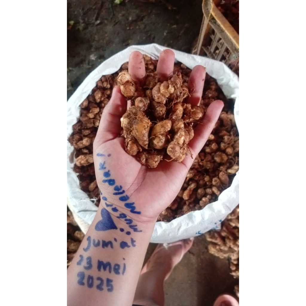 

Kencur Tua Fresh 1KG Bahan Bumbu Seblak