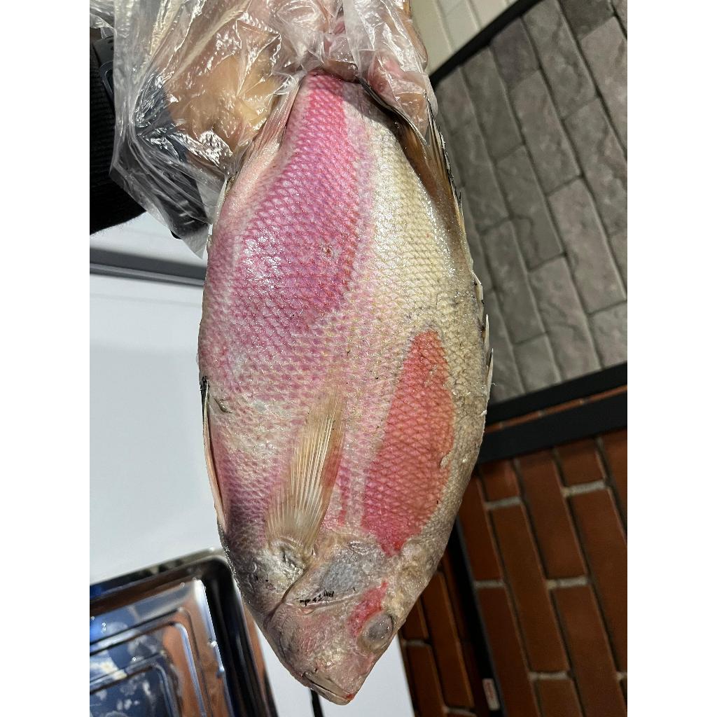 

Ikan Kakap Merah Sawo 1 KG