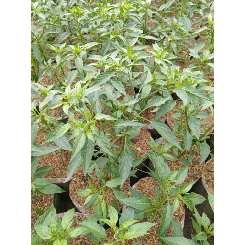 Tanaman Cabe keriting - Bibit Cabe keriting