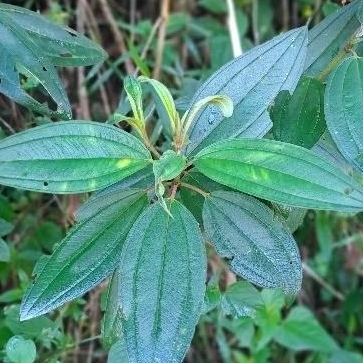 

Daun Senggani / Senduduk Segar | Herbal Tradisional | Dipetik Saat Order Masuk