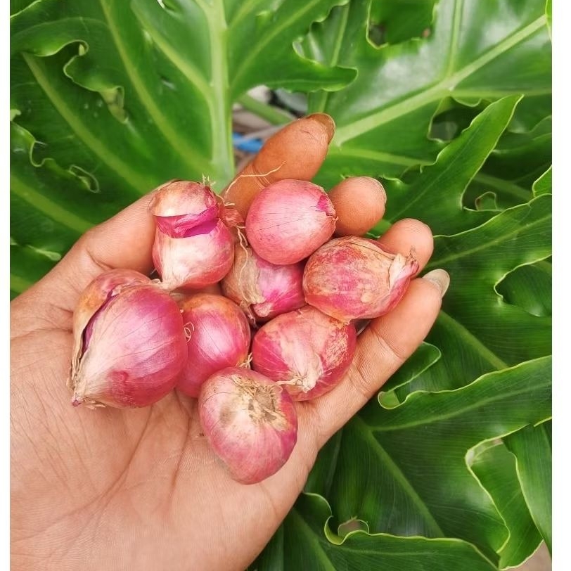 

BAWANG MERAH LOKAL NGANJUK SUPER