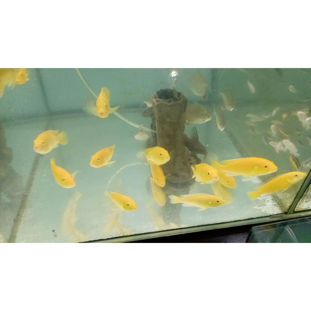 Ikan hias lemon cichlid / ikan teritorial