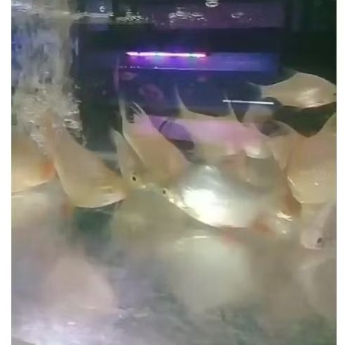 Ikan kaviat albino & bangkok ssb