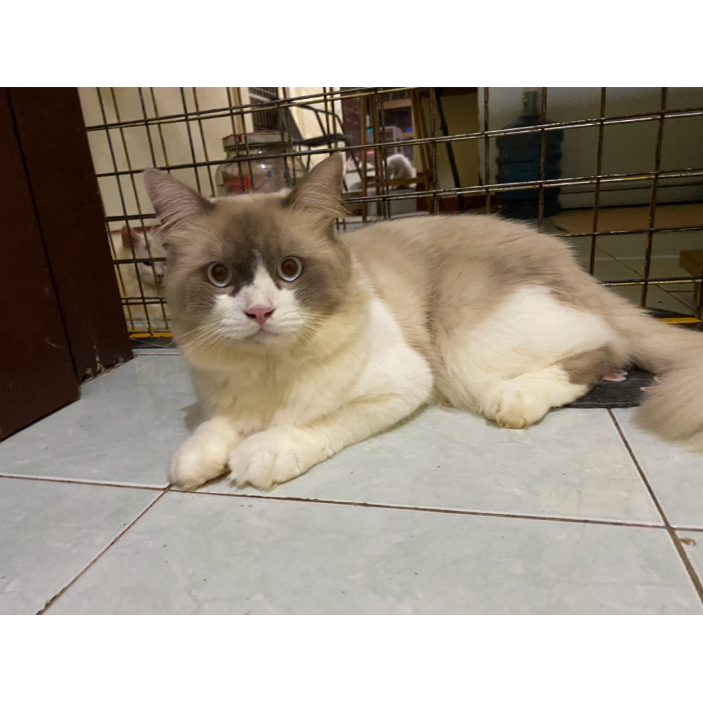 ragdoll jantan