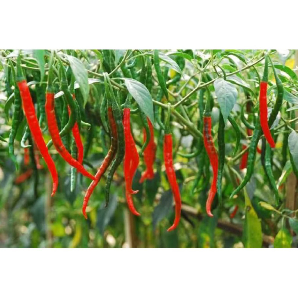 

BERKAH TANI- Paket 50 Cabe merah kriting siap tanam