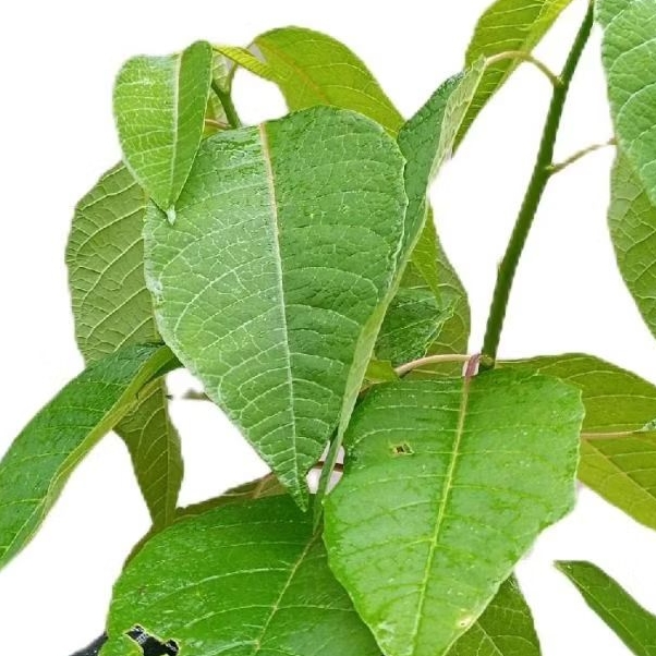 

Daun kastuba segar untuk lalapan paket 1 kg