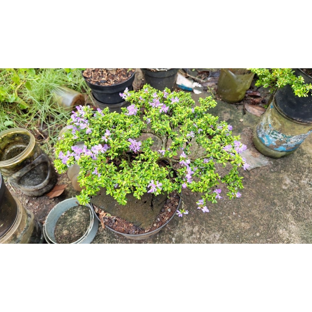 saeng simbur super mikro thailand