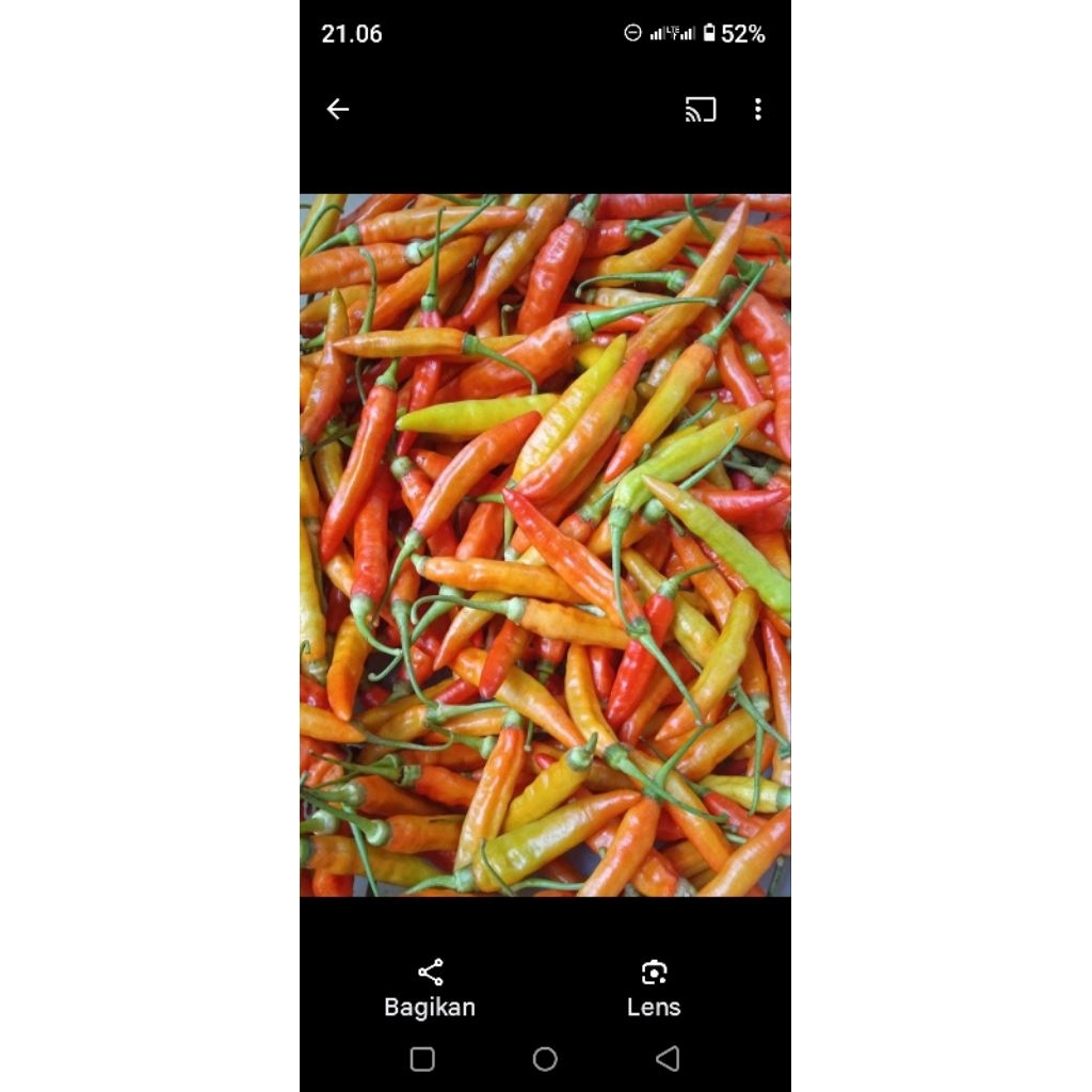 

Cabai Rawit 1kg Grade A