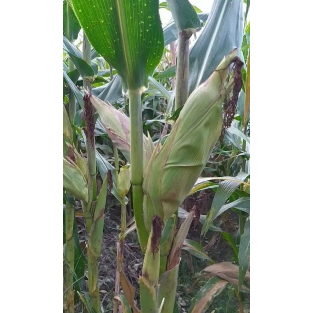 MURAH 1KG BENIH BIBIT JAGUNG SUMO