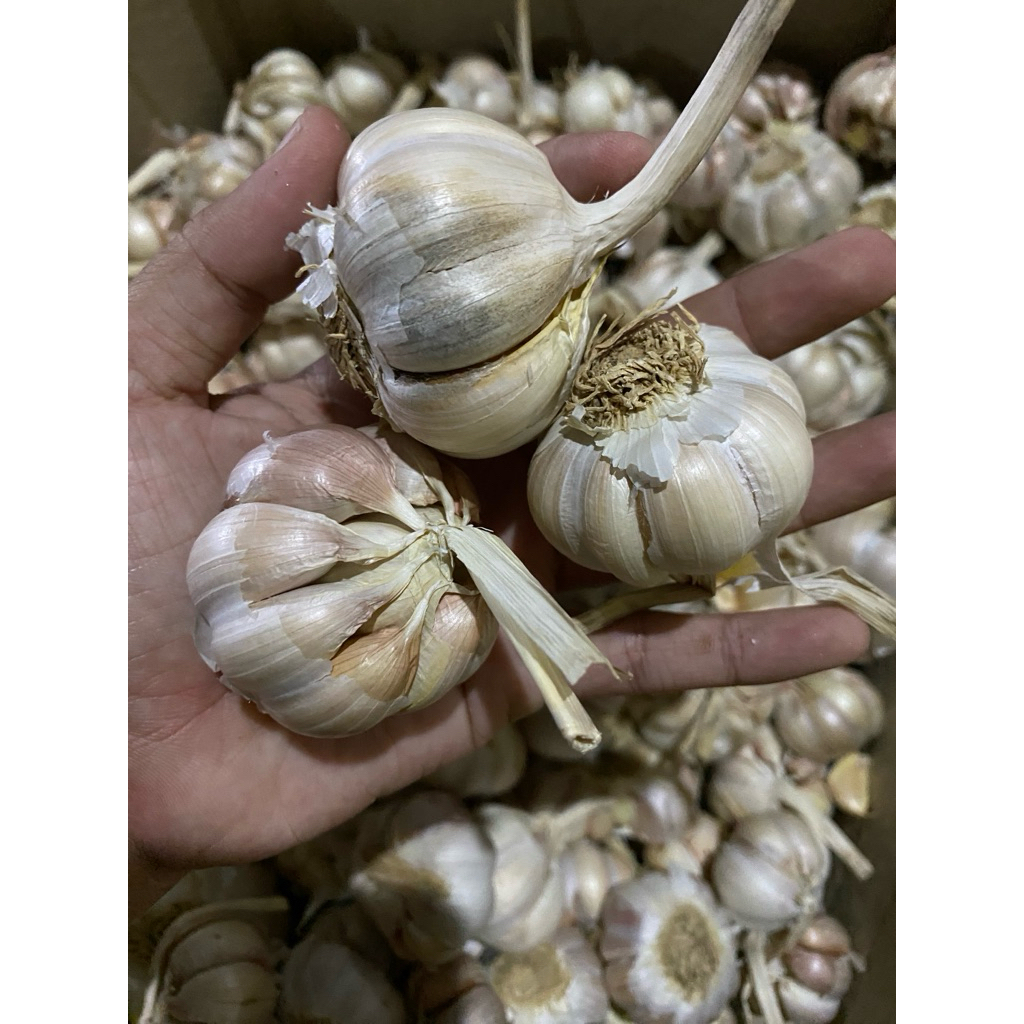 

BAWANG PUTIH BAWANG BUMBU BAWANG DAPUR BAWANG PUTIH BAGUS 1kg