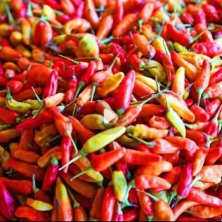 

cabe merah domba 500 gram