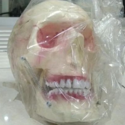 Model Kepala Tengkorak / Torso kepala