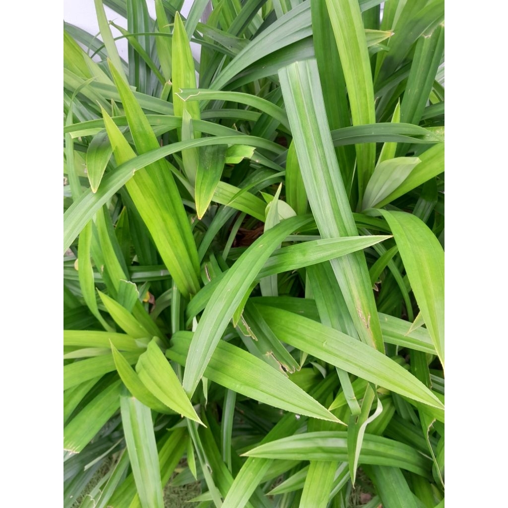 

Daun Pandan Segar Fresh 1 Iket (10-15 Lembar Daun) Dipetik Saat Ada Pesanan Masuk