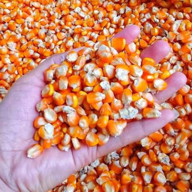 Jagung pipil kecil pakan ternak | Jagung pakan burung | Jagung pipil kering | Jagung pakan ayam | ja