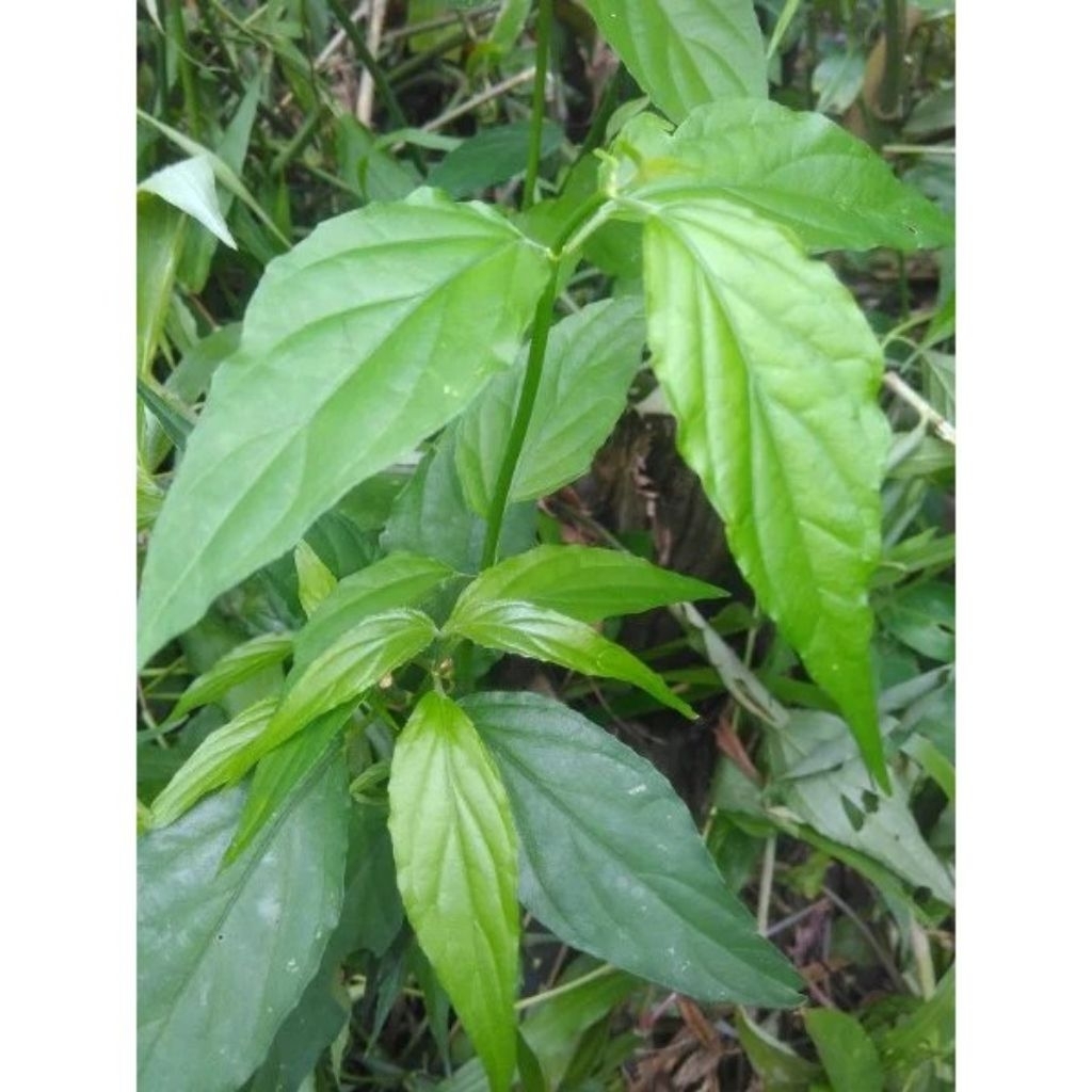 

1 KG Daun Belalai Gajah Segar - Daun Herbal Alami | Cocok untuk Teh & Ramuan Tradisional