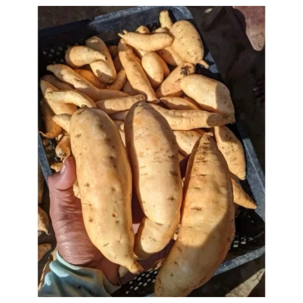 

Ubi madu Wonogiri kemasan 1kg