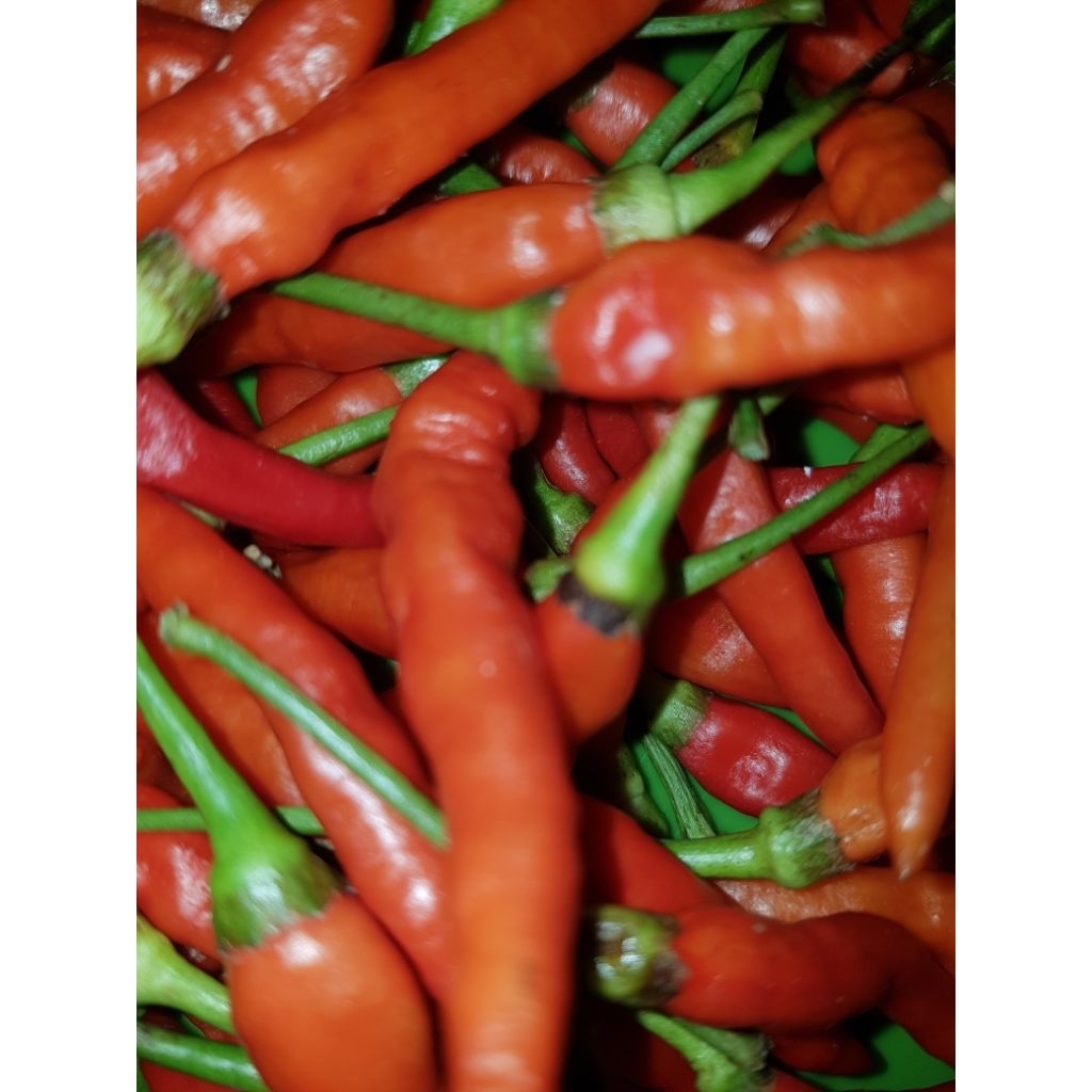 

Cabai Rawit Merah Harga Murah