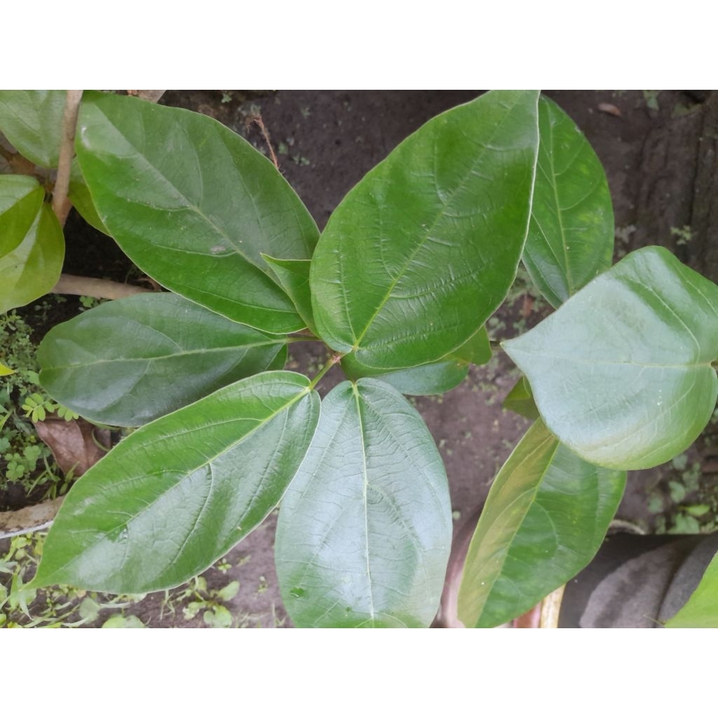 

Daun Cincau Perdu Segar ORGANIK/ harga per lembar/ Beli 10 bonus 1 lembar