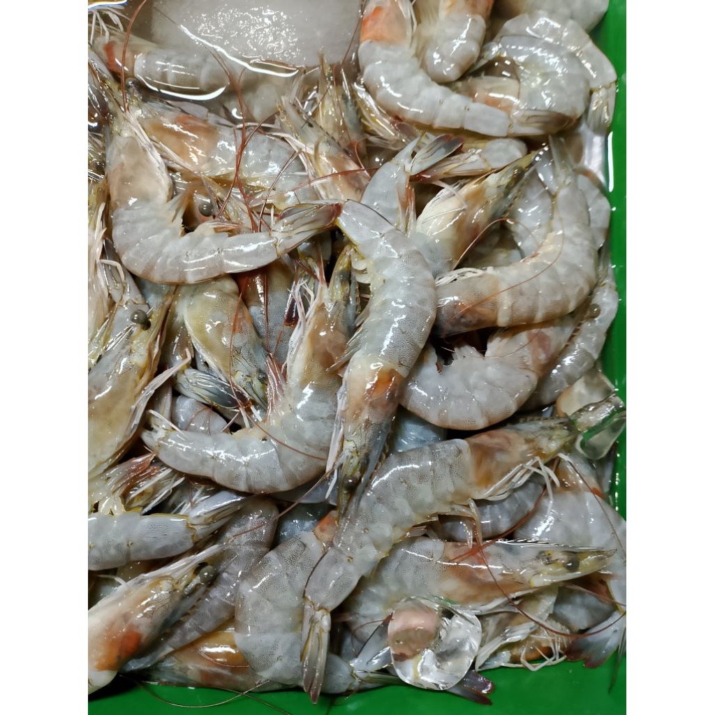 

Udang Vaname Fresh - sedang
