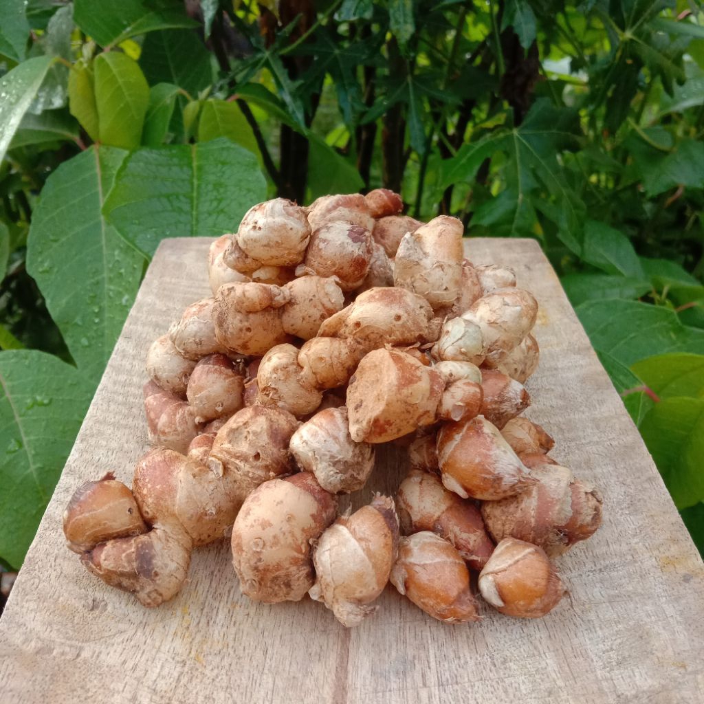 

kencur segar 1kg