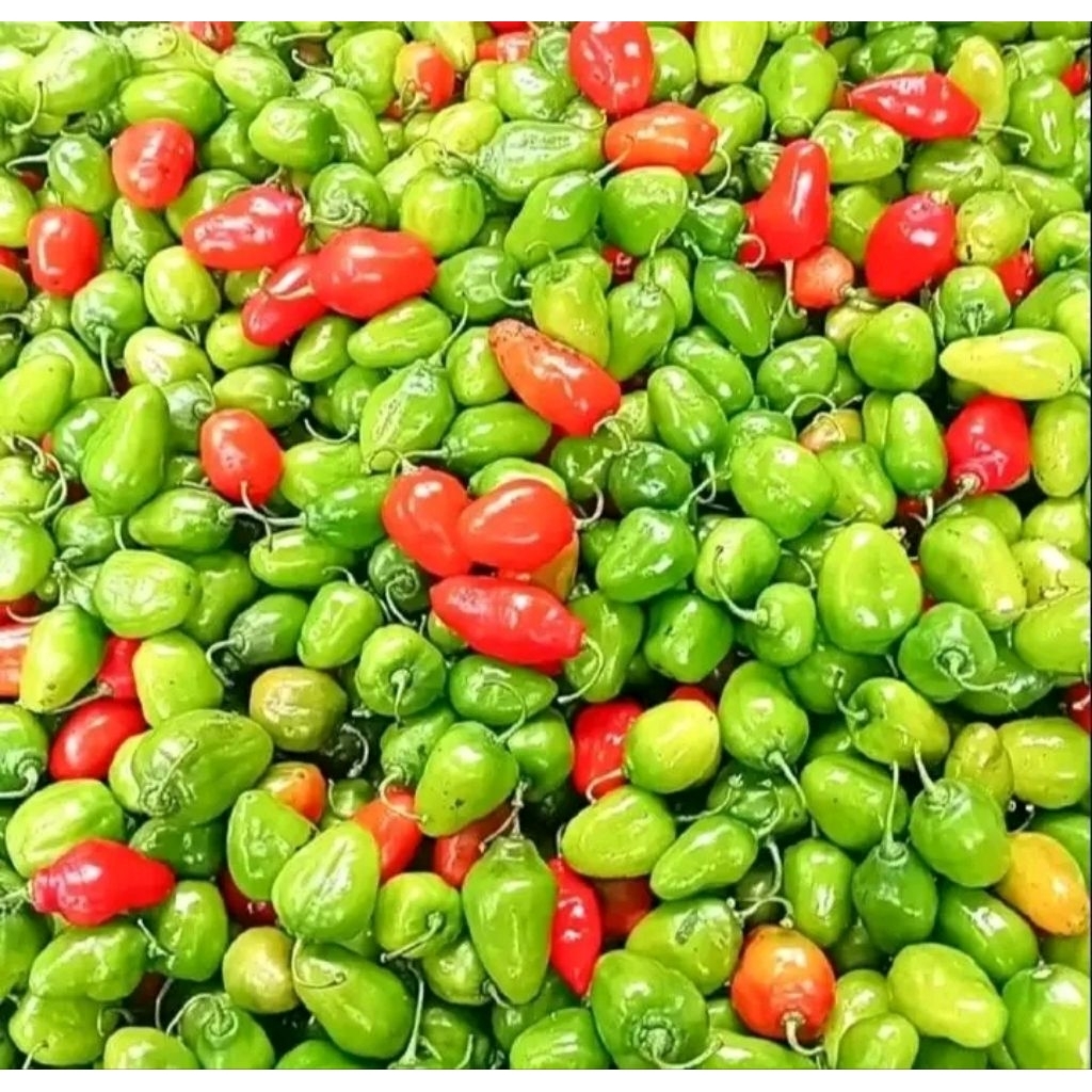 

Cabe gendot fress dr dieng