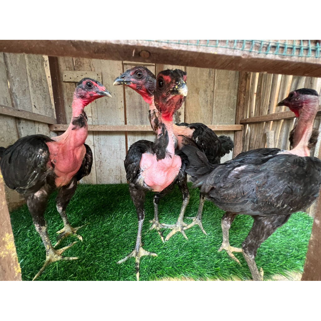 ANAKAN AYAM SAIGON ASLI BETINA KEPALA BOTAK UMUR 3 BULAN WARNA HITAM