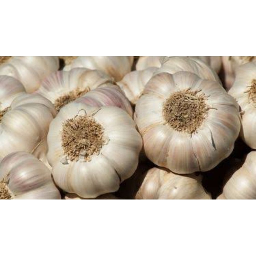 

Bawang putih 500gr bersih