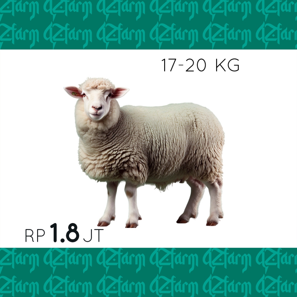 

DOMBA QURBAN MURAH HIDUP - HARGA SPESIAL