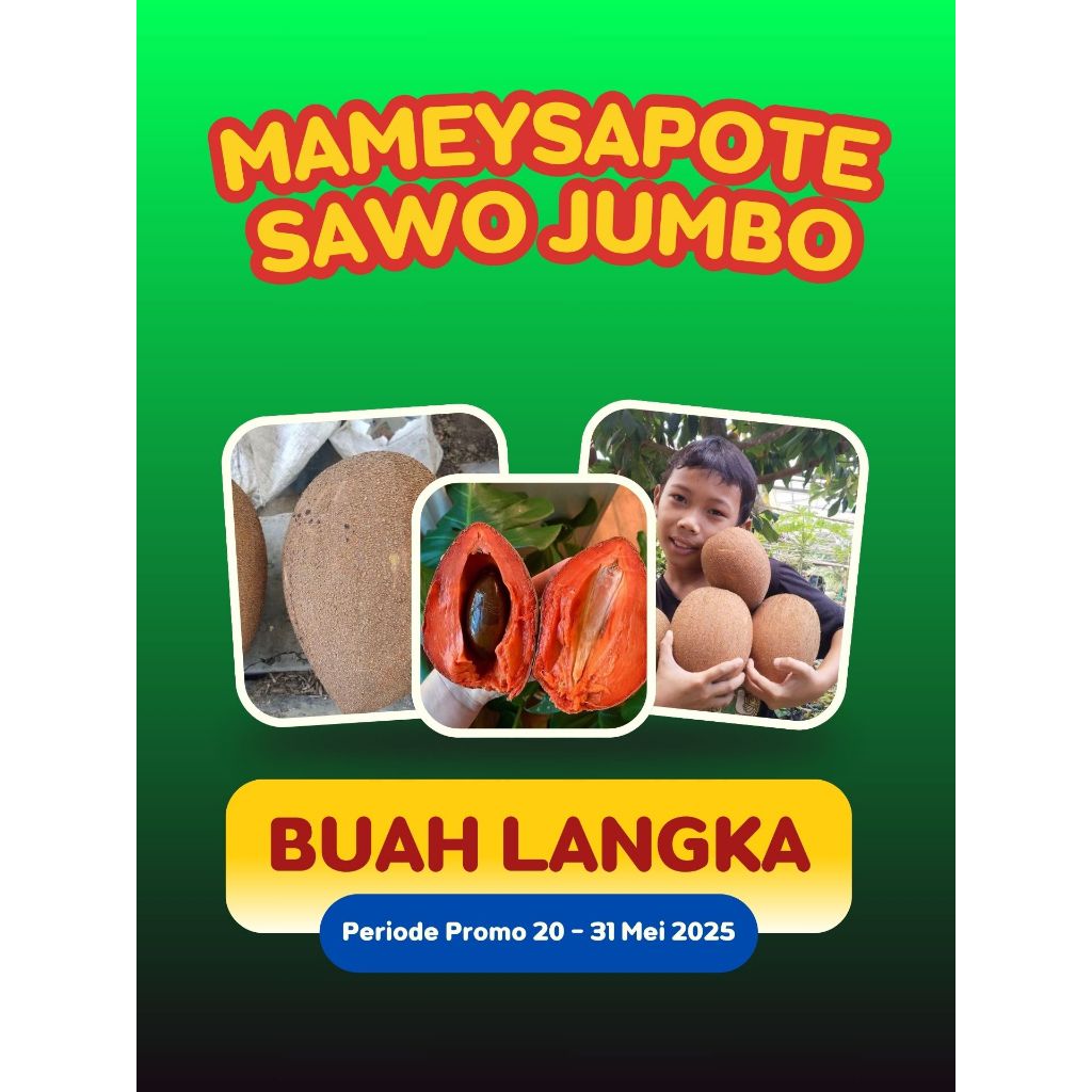 

BUAH SUPER !! Buah Mamey Sapote Di Sekitar Saya