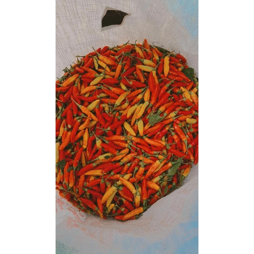 

cabai rawit merah