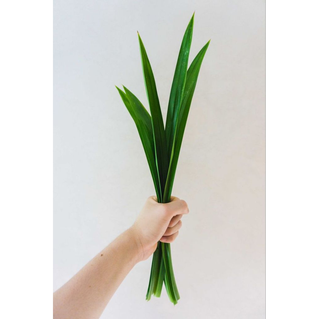 

Daun pandan per 5 lembar FRESH BATAM