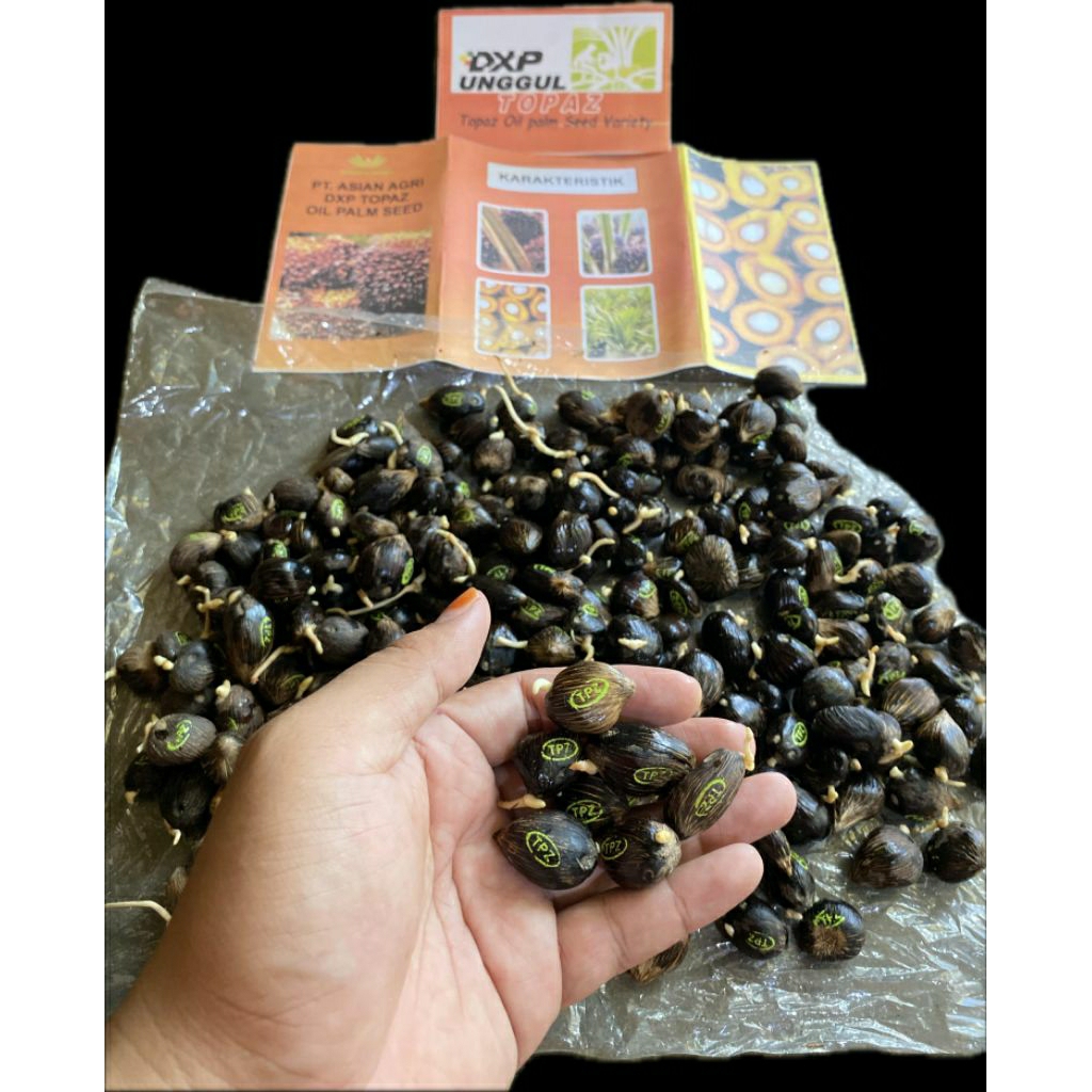 bibit sawit/kecambah Asian agri