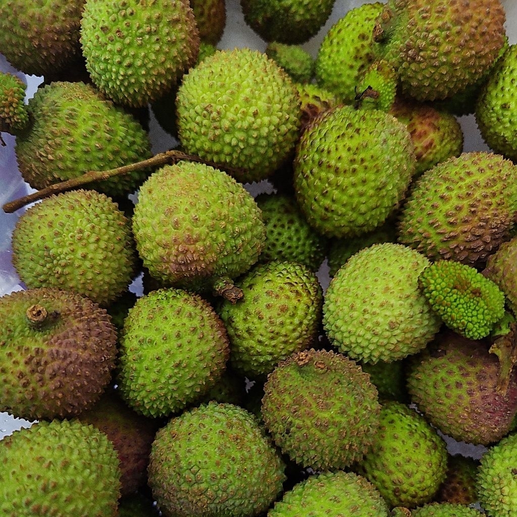 

BUAH LECY SEGAR