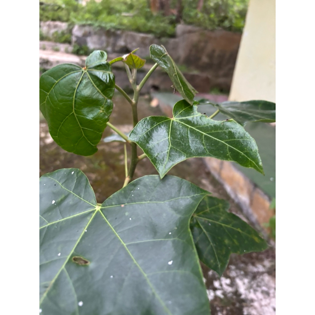 Barang.desa bibit Kemiri jenis Aduan  Jayanti x 4G asli Garut